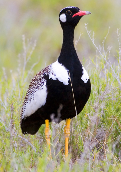 Northern Black Korhaan