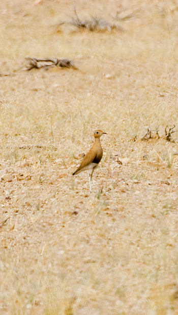 Burchell's Courser