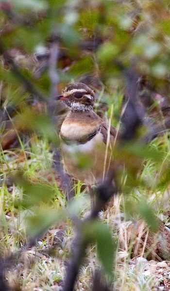 Bronze-winged Courser