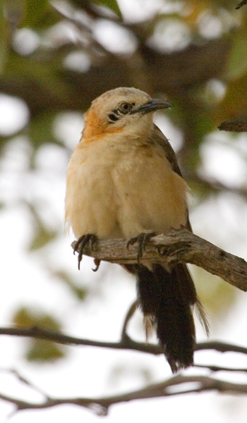 Bare-cheeked Babbler