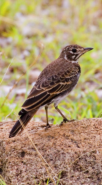 Dusky Lark