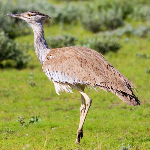 Kori Bustard