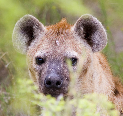 Spotted Hyena