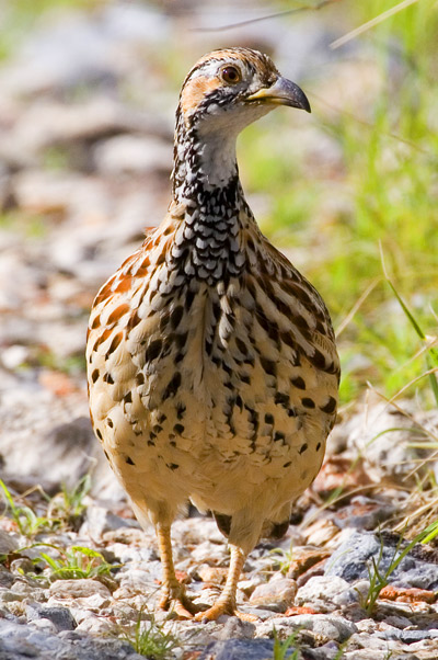 Orange River Francolin