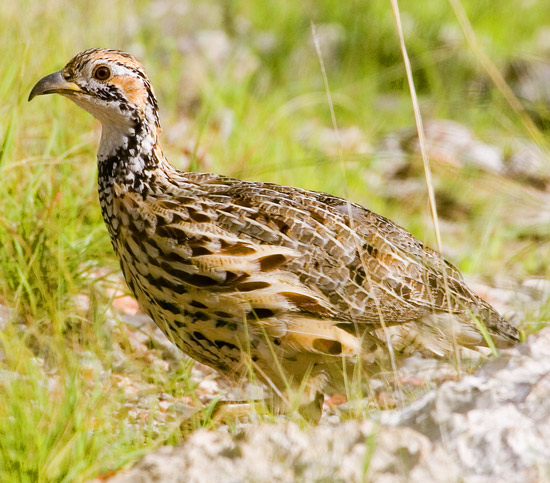 Orange River Francolin