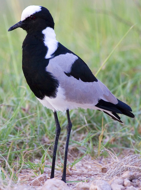 Blacksmith Plover