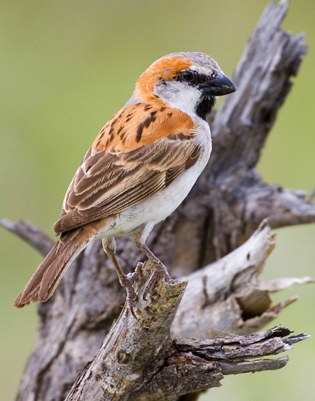 Great Sparrow