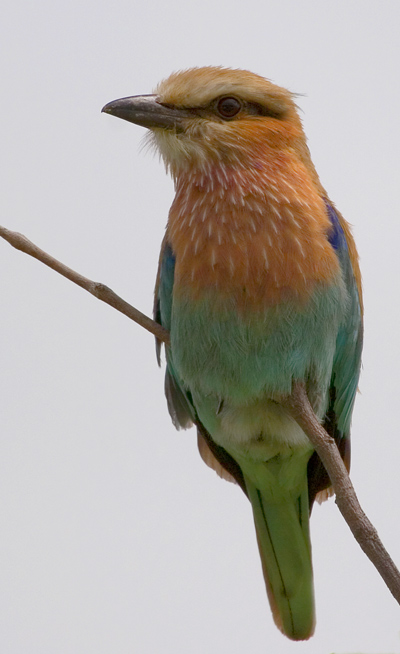 Lilac-breasted Roller