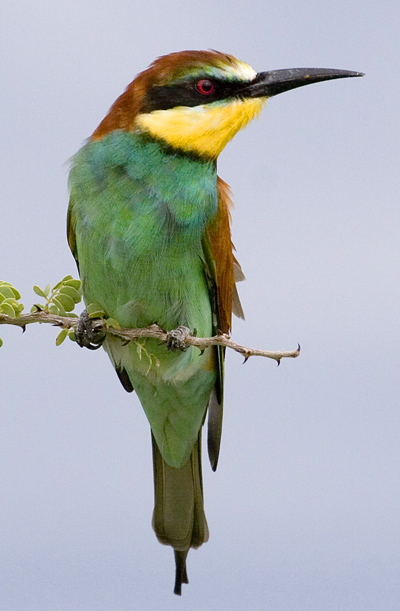 European Bee-Eater