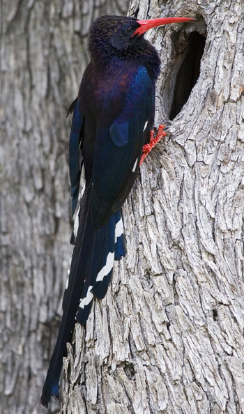 Violet Wood-hoopoe