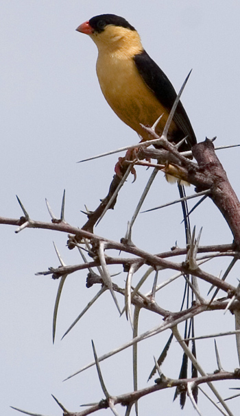 Shaft-tailed Whydah