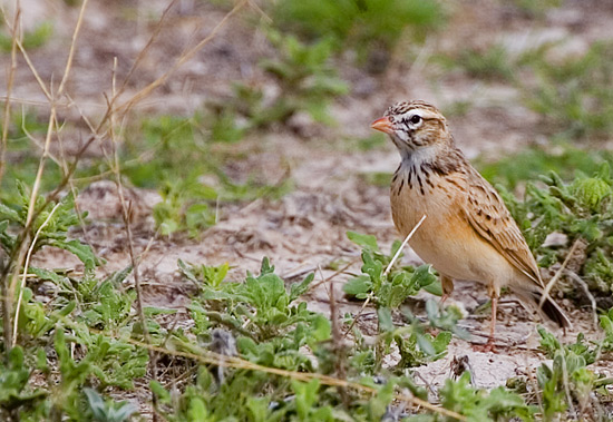 Pink-billed Lark