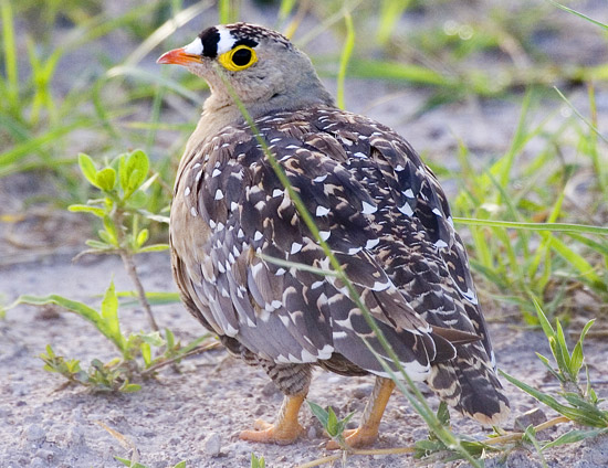 Double-banded Sandgrouse