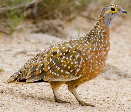 Burchell's Sandgrouse