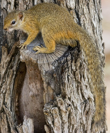 Smith's Bush Squirrel