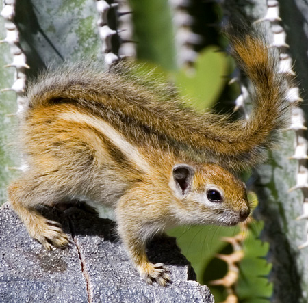 Congo Rope Squirrel