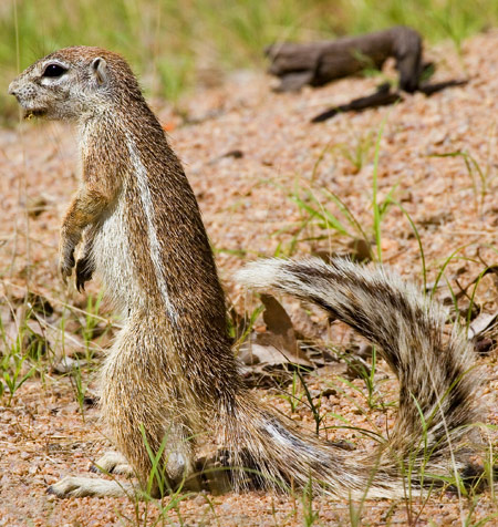 Damara Ground Squirrel