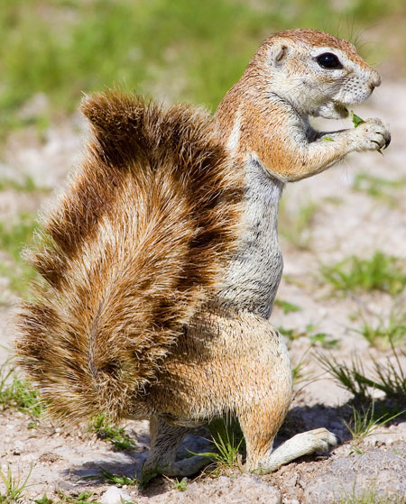 South African Ground Squirrel