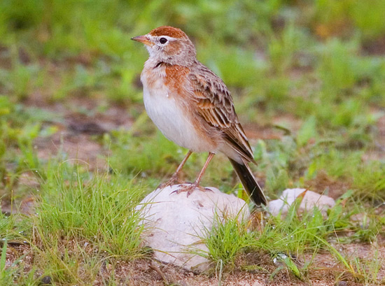 Red-capped Lark