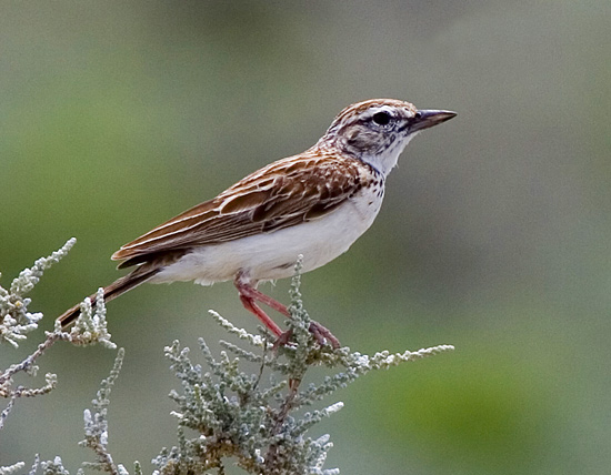 Fawn-coloured Lark