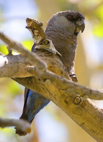 Ruppell's Parrot