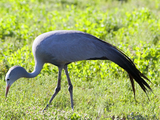 Blue Crane