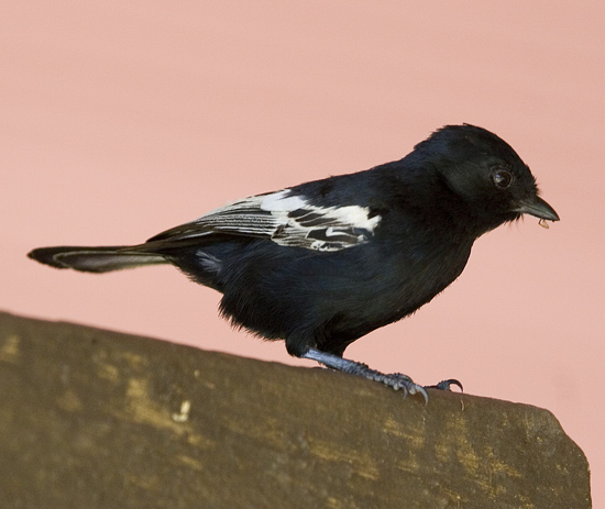 Carp's Tit