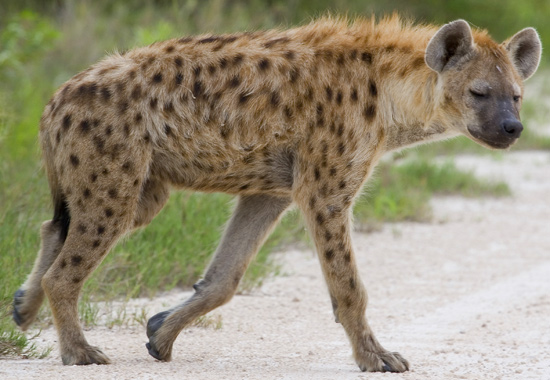 Spotted Hyena