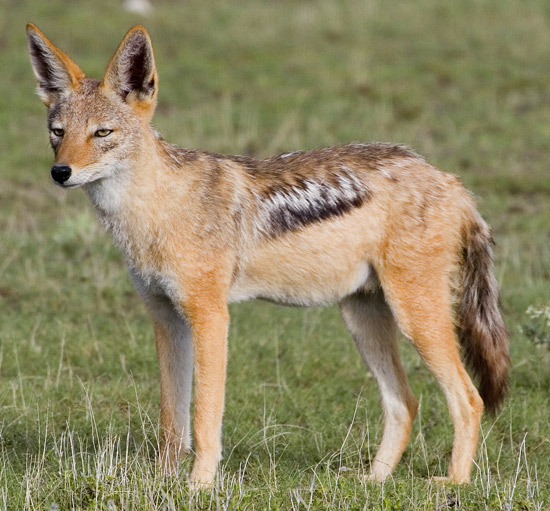 Black-backed Jackal