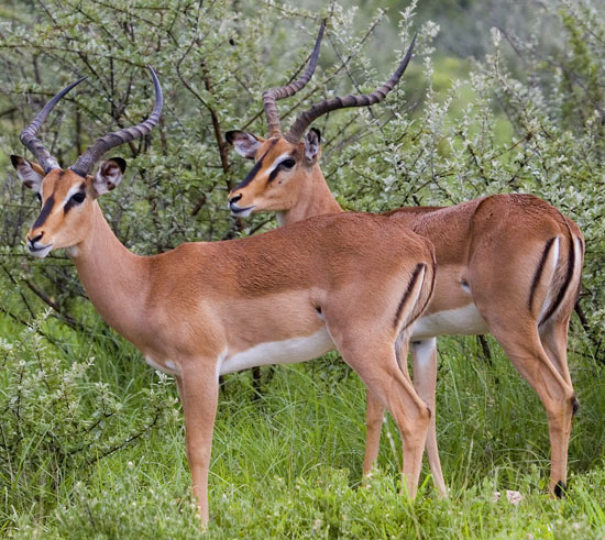 Black-faced Impala