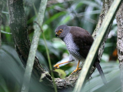 Barred Forest-falcon