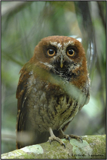 Puerto Rican Screech-owl