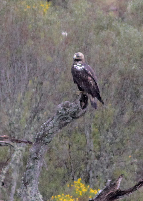 Spanish Imperial Eagle - A rainy day for all of us!