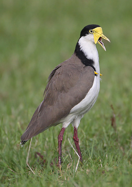 Yellow-wattled Plover