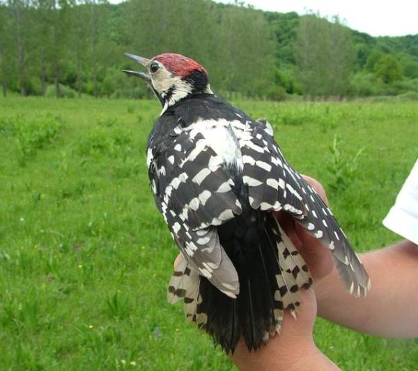 White-backed Woodpecker (Dendrocopos leucotos) male