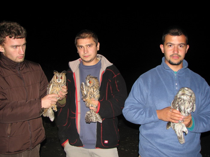 Tawny Owl & Long-eared Owls (Strix aluco & Asio otus)