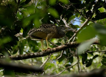 Forest Bittern (Zonerodius heliosylus)