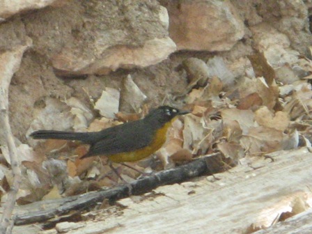 Fan-tailed Warbler