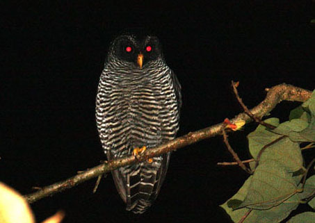 San Isidro Owl
