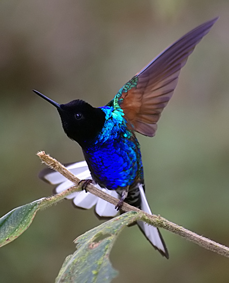 Velvet-purple Coronet