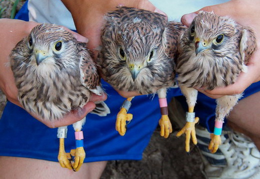 Common Kestrel (Falco tinnunculus) chicks with color rings