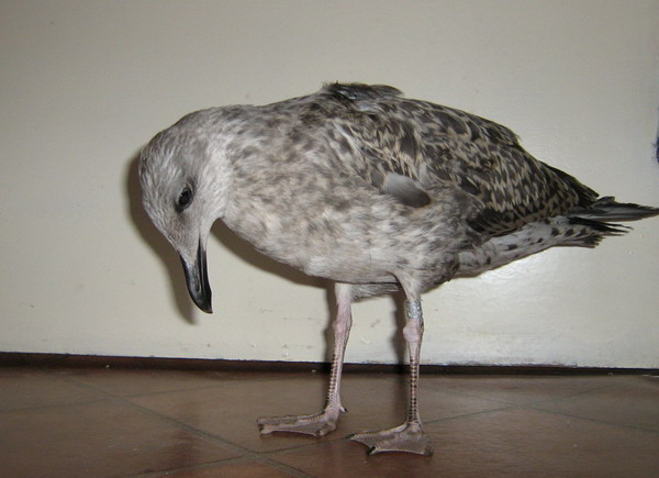 Yellow-legged Gull (Larus michahellis) juvenile, before releasing