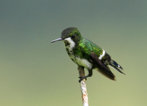green thorntail