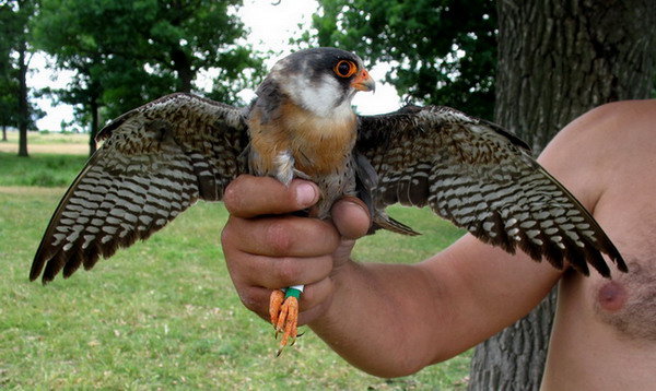 Red-footed Falcon (Falco vespertinus) 2 y male