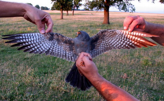 Red-footed Falcon (Falco vespertinus) 2 y male