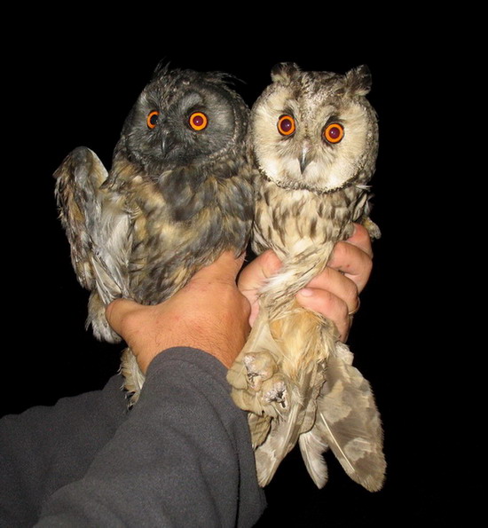 Long-eared Owl (Asio otus) normal male and melanistic female