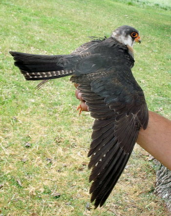 Red-footed Falcon (Falco vespertinus) - 2 y moulting imm male