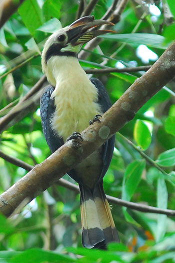 Mindanao Tarictic Hornbill