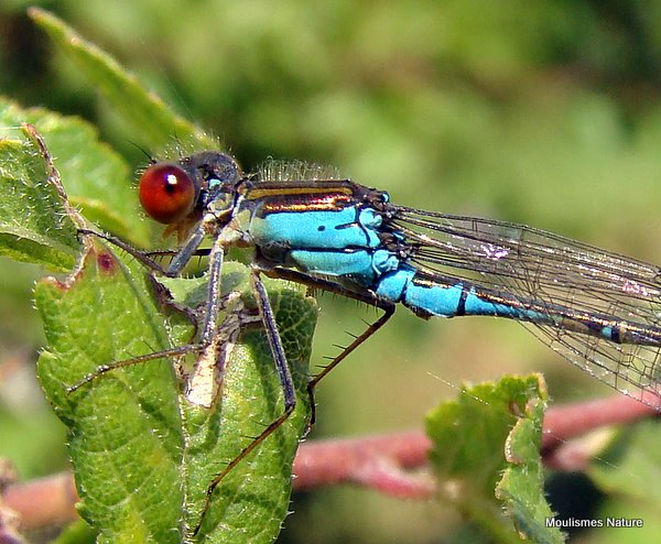 Small Red-eyed Damselfly male