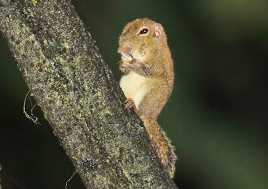 Plain Pygmy Squirrel
